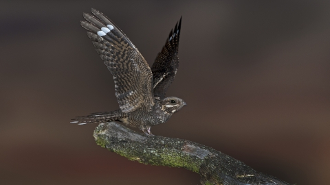 A nightjar, a bird with heavily camoflagued feathers in shades of black and dark brown to look like tree bark. It is sat on the end of a branch, with it's wings spread upwards, near the tips of the wings is a bar of white which shows this is a male.