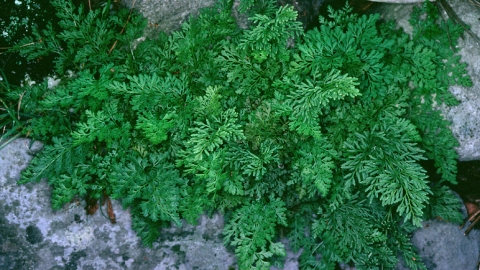 Parsley fern