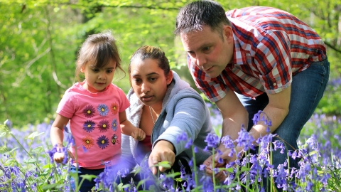 people and bluebells