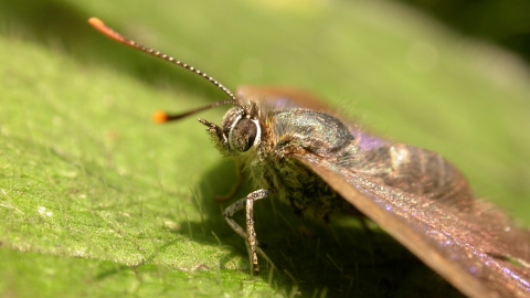 A close up of a butterfly, with a dark body, iridescent purple on it's wings, bright orange tips to it's antennae, and lots of little hairs all over it's body. It is sat on a bright green leaf that also has lots of little hairs.