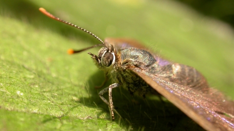 A close up of a butterfly, with a dark body, iridescent purple on it's wings, bright orange tips to it's antennae, and lots of little hairs all over it's body. It is sat on a bright green leaf that also has lots of little hairs.