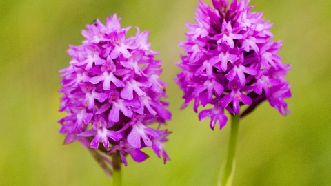 Pyramidal orchid