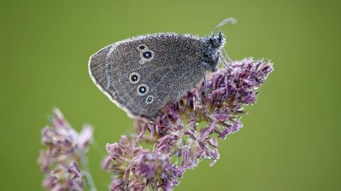 Ringlet butterfly