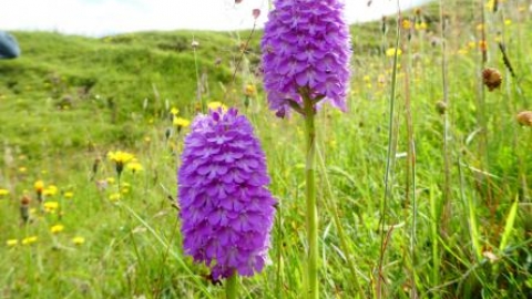 Orchids at minera quarry