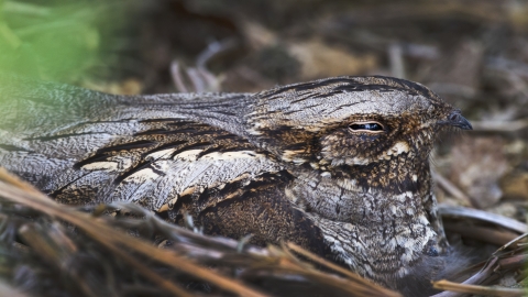 nightjar