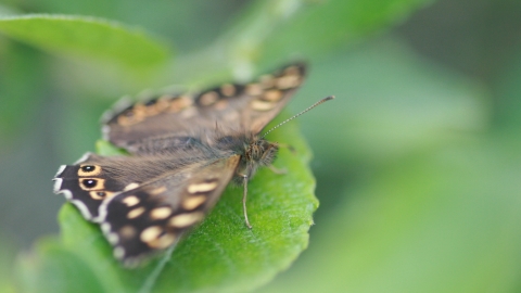 Speckled wood butterfly