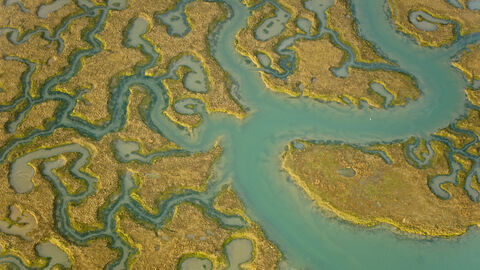An aerial photograph of a saltmarsh. The turquoise blue channels of water wind their way through pale green-yellow islands of low vegetation in an almost fractal pattern spreading out from one large main channel.