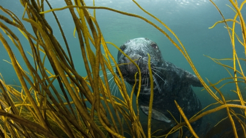 Grey seal in kelp forest
