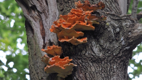 A large orange-red bracket fungi, that grows in flat layers like a shelf. It sits high up on a large oak tree.