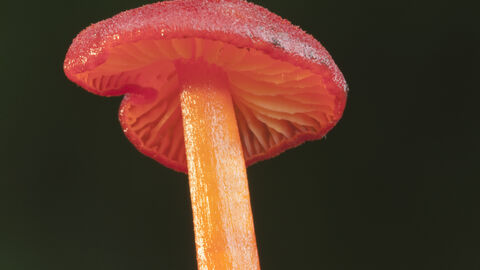 Goblet waxcap