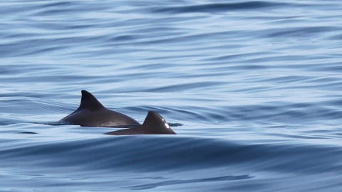 Harbour porpoise