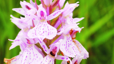 Heath spotted orchid