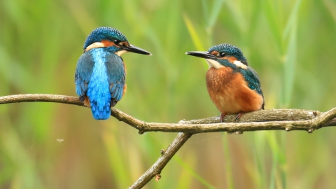 A pair of Kingfishers, small birds with striking iridescent blue wings and back feathers, an orange chest and long black beak. Sat on a branch in front of some reeds. The one on the left with it's back to the camera, the other on the right facing front, both with their heads turned inwards to look at each other.