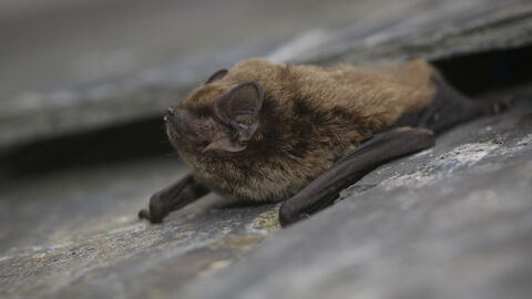 A close up of a Leisler's bat, a small fluffy brown bat with quite large ears. Lying on a rock facing left, with its wings folded up beside it like arms and its nose pointing upwards. The rock surface behind it appears to have a crevice, where the bat may have emerged from.