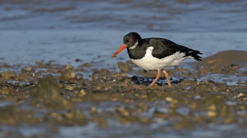 Oyster catcher