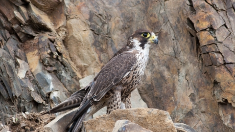 Peregrine falcon