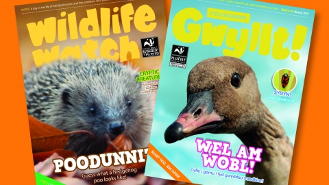 Wildlife Watch and Gwyllt! magazines