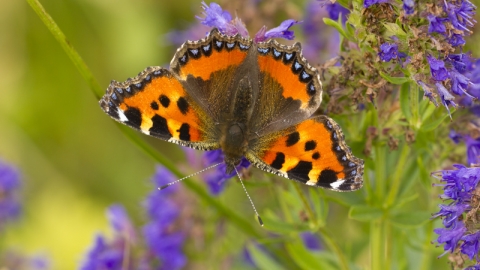 A butterfly with brown body, orange wings with black and yellow bars along the top edge, and blue chevrons surrounded by black along the outside edge. It is sat on a plant with lots of small purple flowers.