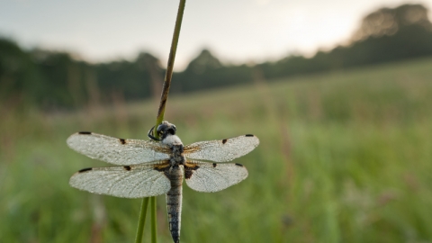 Dragonfly
