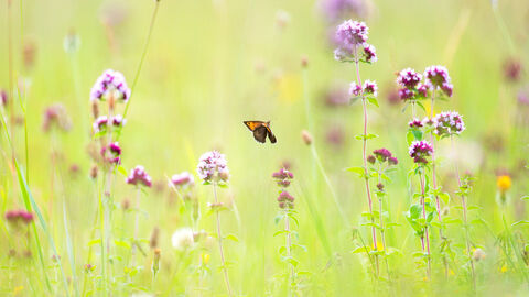 A small brown and orange butterfly flits between tall Pink Flowers, surrounded by pale green vegetation and other wildflowers in the background.
