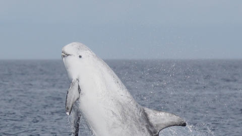 Rissos dolphin - Niki Clear