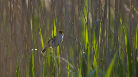 Reed warbler in fens, David Tipling - 2020 Vision