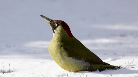 Green woodpecker