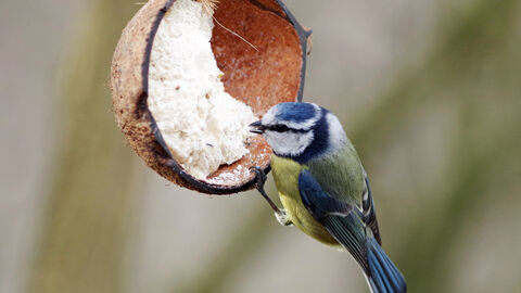 Blue tit at feeder