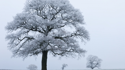 A large oak tree dominates the left side of the picture, it has no leaves but it's smaller branches are covered in frost or snow, with the dark thicker branches and trunk contrasting against the white canopy. The ground is an off white of snow on grass, and the sky is white with a frost fog. There are 3 much smaller trees in the background, much further away in the field, and fading slightly into the mist.