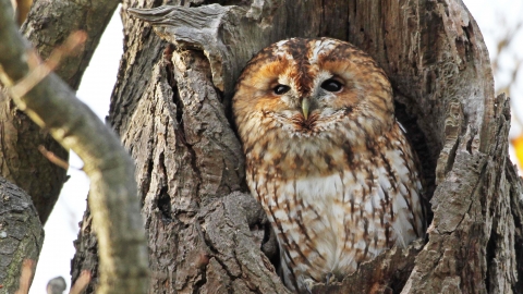 Tawny Owl (c) Margaret Holland