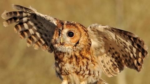 Tawny owl