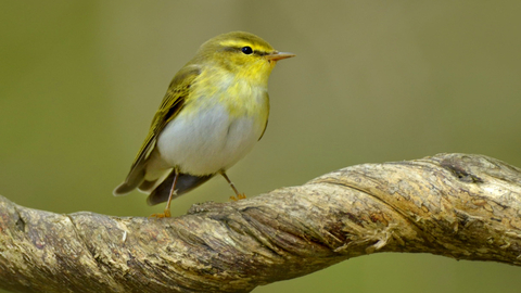 Wood warbler (c) Andy Rouse2020VISION