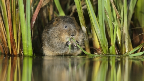 Water vole_Terry Whittaker2020VISION
