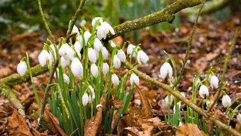 Snowdrops