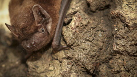 Noctule bat _ Tom Marshall.