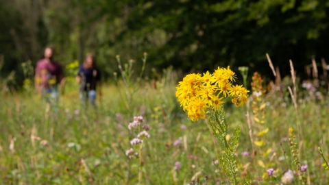 A Field of wildflowers, with a close up front right of a tall bright yellow flower, and 2 people walking through the field in the back left out of focus.