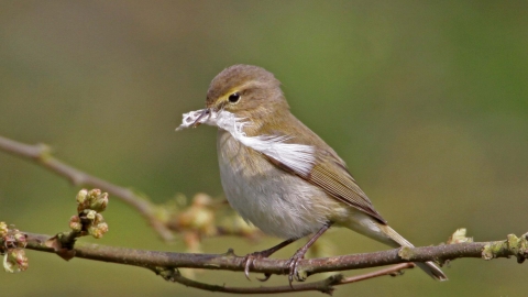 Willow warbler