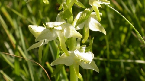 A Greater butterfly orchid, with whitish-green flowers that have spreading petals and sepals - a bit like the wings of a butterfly.