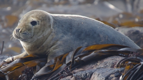 grey seal pup_ James Rogerson.