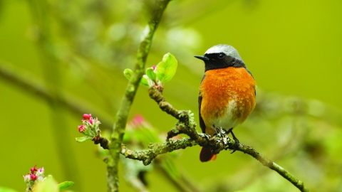 Redstart