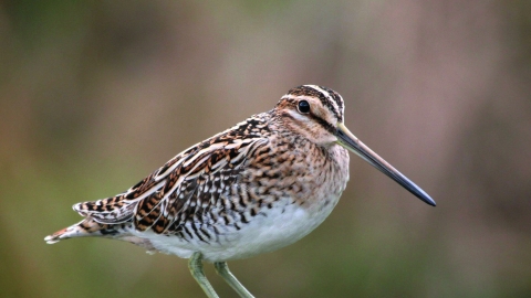 Snipe