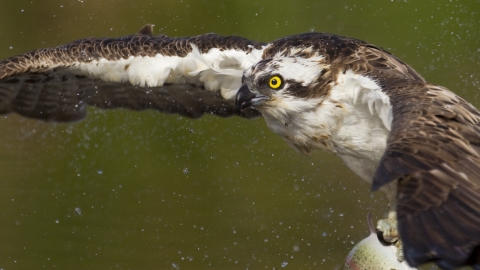 Osprey (c) Peter Cairns/2020Vision 