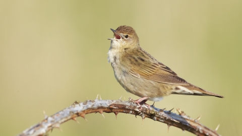 Grasshopper warbler