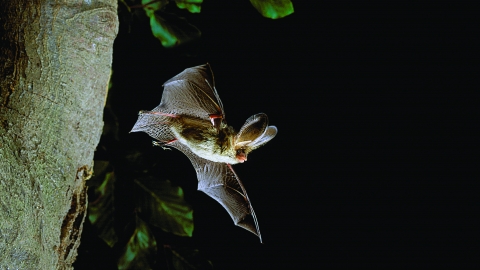 A small brown bat with large rounded ears, at least a third of it's body length, and wings spread wide as it leaps from the tree on the left side of frame. The background is pitch black as it is night, with a few branches of green leaves coming in from the left where the tree is.