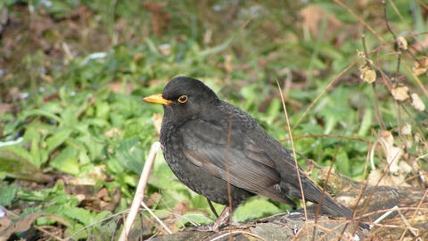 blackbird