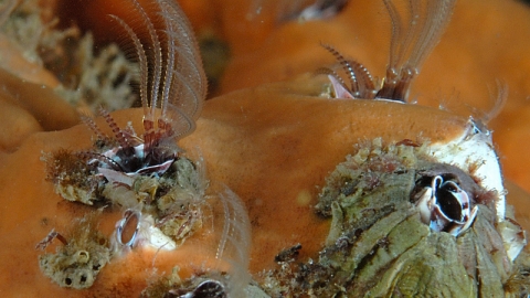 Barnacles in sponge fleet by Paul Naylor www.marinephoto.co.uk.