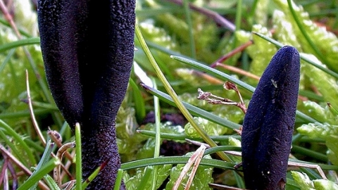 Earth tongue fungus by Les Binns