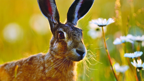 Hare