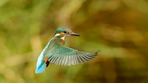 Kingfisher