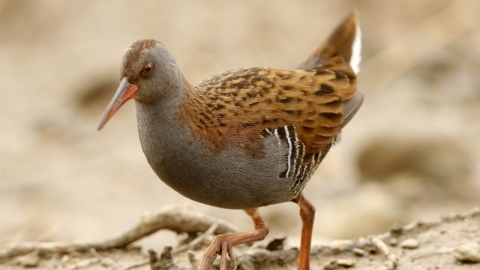 A close up picture of a water rail. A smaller bird with a grey chest, black and brown streaked upper body, black and white barring on the flanks, a long red bill and pale pink legs.